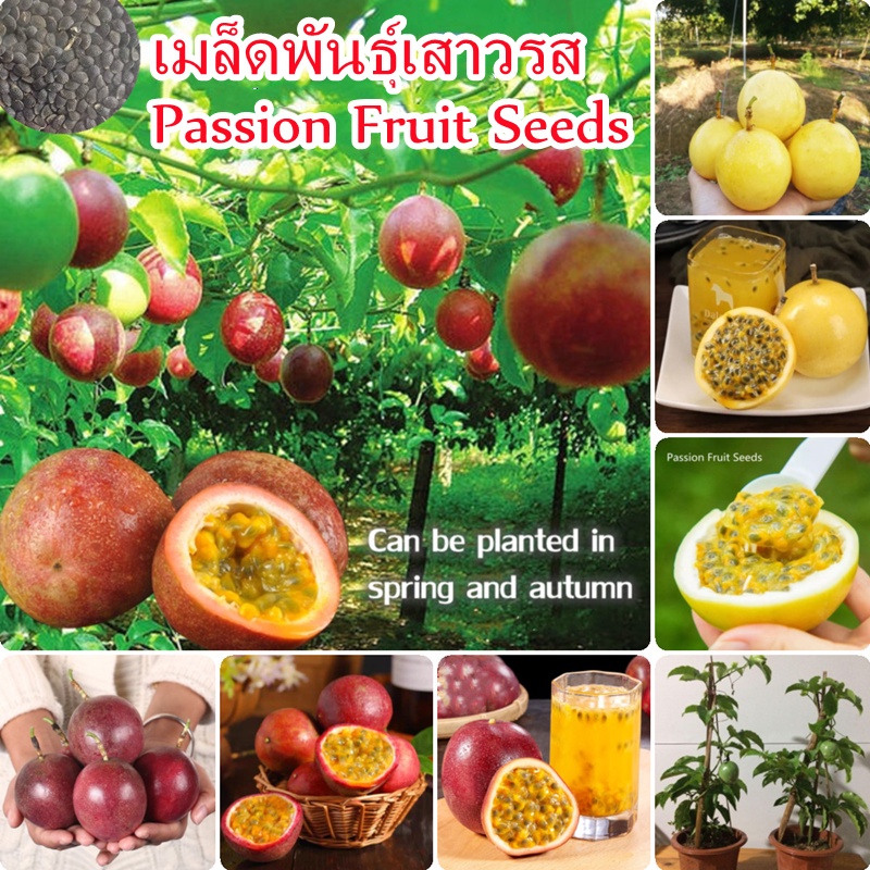 งอกเร็ว 50PCS เมล็ดพันธุ์เสาวรส Bonsai Passion Fruit Seeds Rare Fruit Tree Seeds พันธุ์ไม้ผล อัตราการงอกสูง Plants Seeds