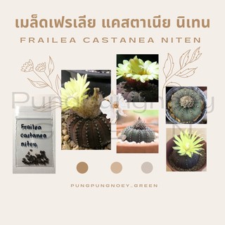 เมล็ดกระบองเพชร เมล็ดแคคตัส เมล็ด Frailea castanea nitens 10 เมล็ด