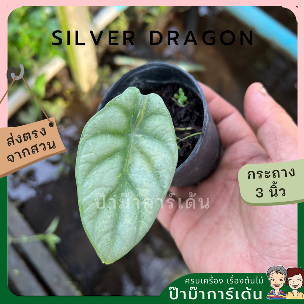 มุมมอง 2