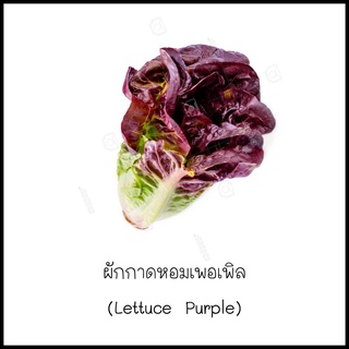 เมล็ดผักกาดหอมเพอเพิล (Lettuce Purple) 40 เมล็ด [10 แถม 1 คละได้]