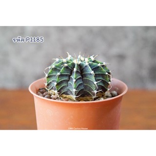 แคคตัส ยิมโนคาไลเซียม แอลบีไฮบริด (Gymnocalycium LB Hyrbrid)