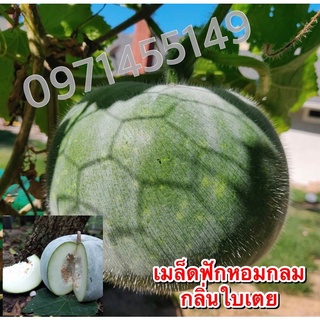 เมล็ด ฟักหอม (กลิ่นหอมเหมือนใบเตย) ฟักป้อม ฟัก เมล็ดฟักหอม เมล็ดฟักป้อม ฟักหอมใบเตย เมล็ดพันธุ์ฟักหอมหรือฟักป้อม