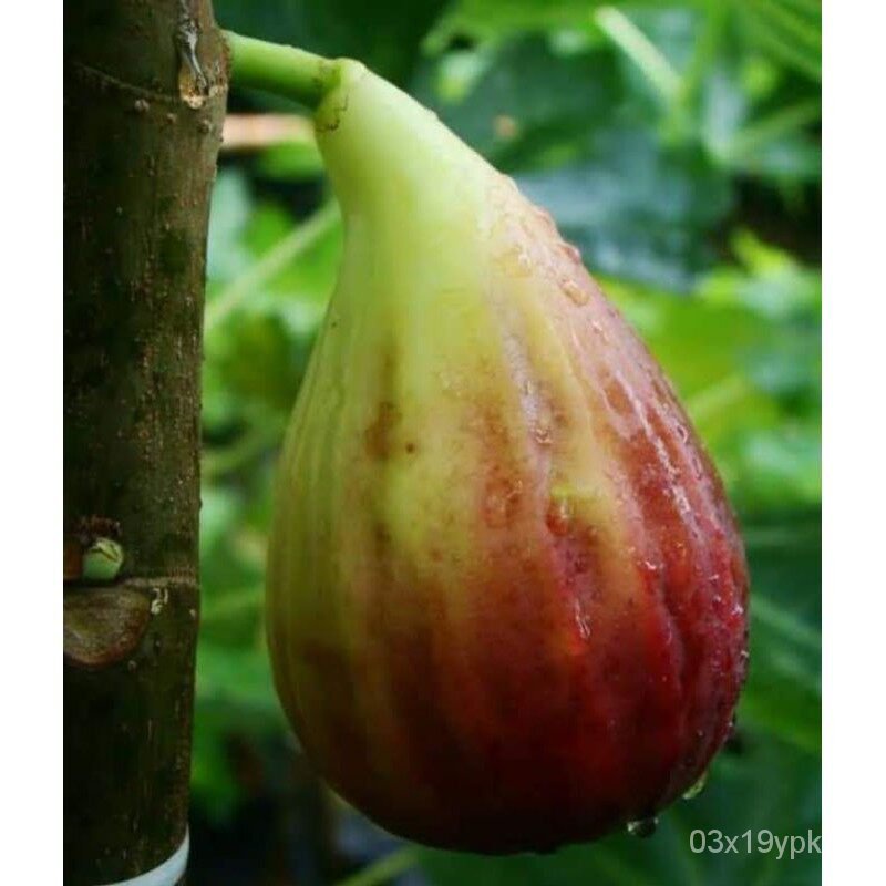 เมล็ดพืชคุณภาพสูง ต้นมะเดื่อพันธุ์ Golden Riverside Figsขนาด 6นิ้ว ลำต้นสูง 45-50 ซม (ทาบกิ่ง) CPB9