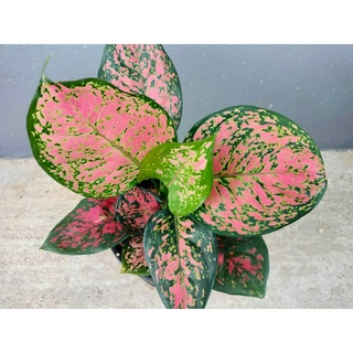 ต้นอัญมณีแดง หรือ อโกลนีมา (Aglaonema ) ไม้มงคล ไม้เสริมโชคลาภ ไม้เสริมบารมี ค้าขายร่ำรวย ราคาส่ง กระถาง 5.5 นิ้ว 79 บาท