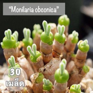 เมล็ดพันธุ์ ไม้อวบน้ำ "Monilaria obconica" ( หูกระต่าย) 30 เมล็ด