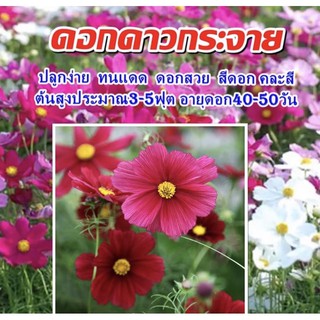 เมล็ดพันธุ์ ดาวกระจายคละสี ดอกคอสมอส (Mixed Cosmos Flower) บรรจุ 100เมล็ด