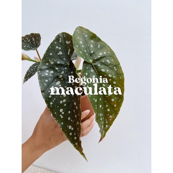 •บีโกเนียลายจุด (Begonia maculata)•