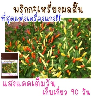 30 เมล็ด พริกกะเหรี่ยงผลสั้น เครื่องแกงกลิ่นหอม