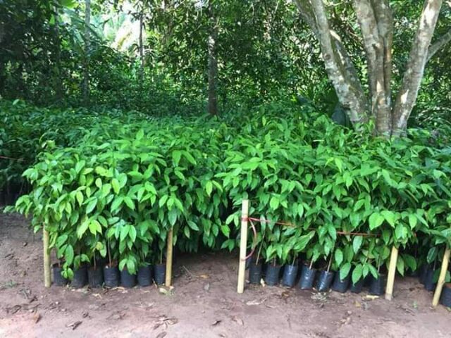 ต้นเหลียงหรือต้นเมียง เหลียงถุงชำพร้อมส่งจ้า