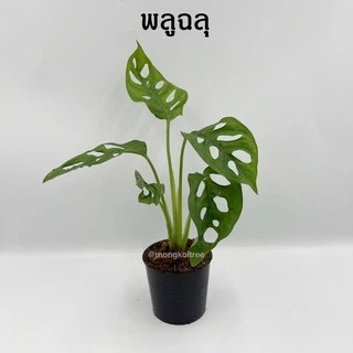 [5 ต้น ลด 5%] พลู 10 ชนิด 🌱 กระถาง 3-4 นิ้ว พลูบราซิล พลูฉลุ พลูด่าง พลูทอง พลูงาช้าง พลูหินอ่อน พลูสนิม