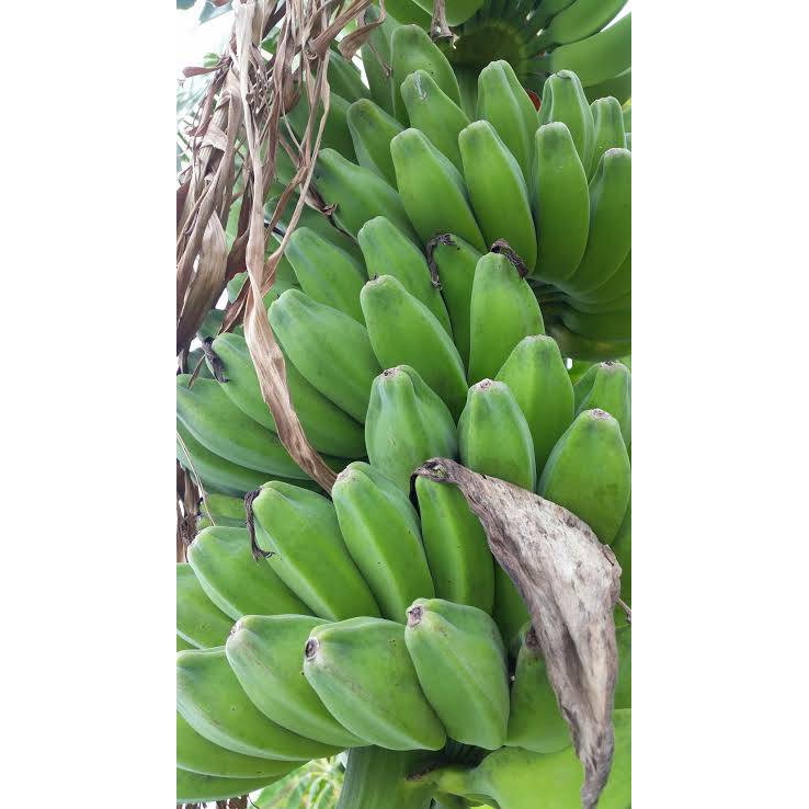 ต้นกล้วยหิน (1 ต้น/แพ็ค) กล้วยพันธุ์ใหญ่ยักษ์ เนื้อแน่นรสหวาน แปรรูปได้หลากหลาย ลำต้นสูง 40-60 ซ.ม. - รูปที่ 4