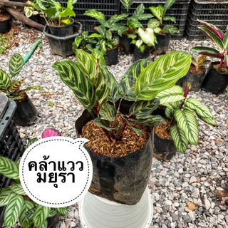 คล้าแววมยุรา Calathea makoyana E.Morren