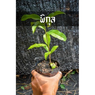 พิกุล ดอกหอมเย็นสุขุมนวลแบบหญิงไทยใจงาม ต้นไซดฺสวยพร้อมโต