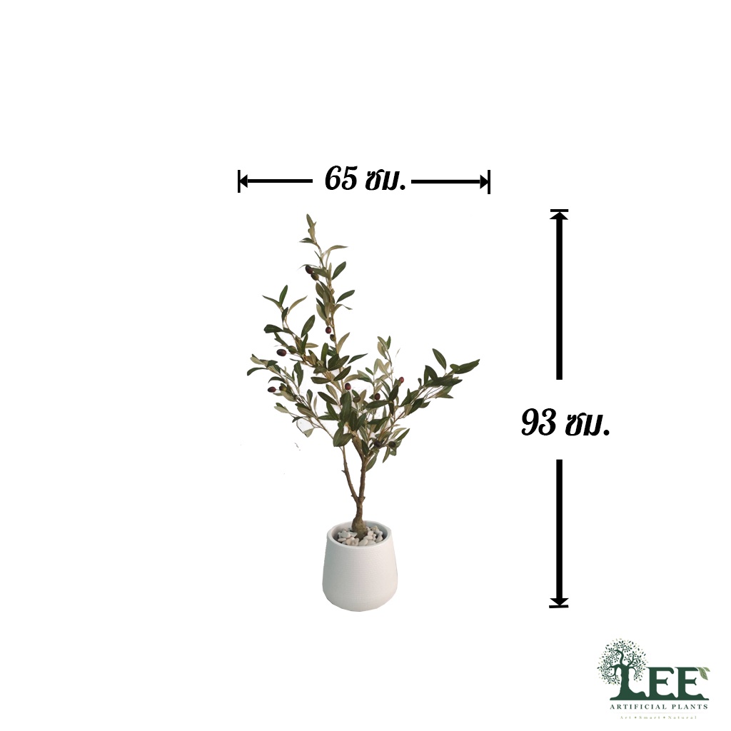 ((มาใหม่)) ต้นมะกอกป