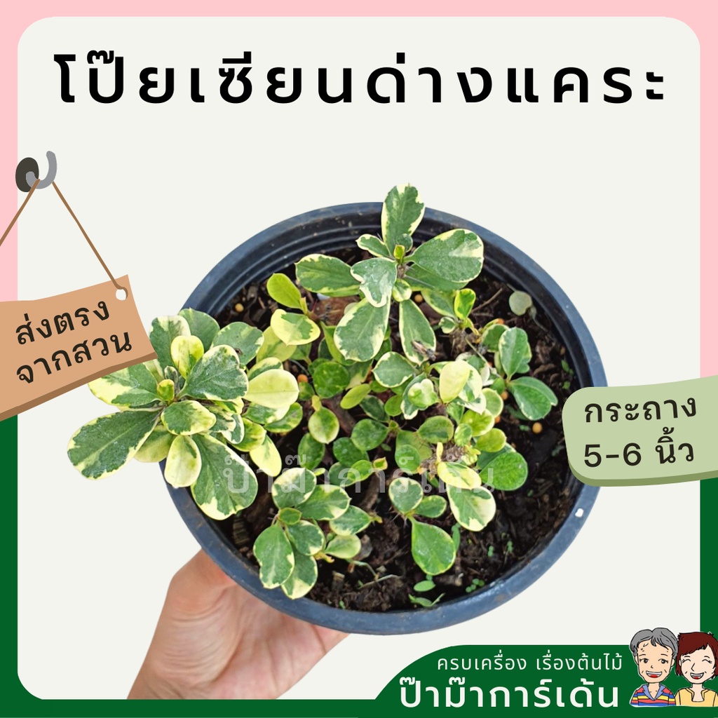 มุมมอง 4