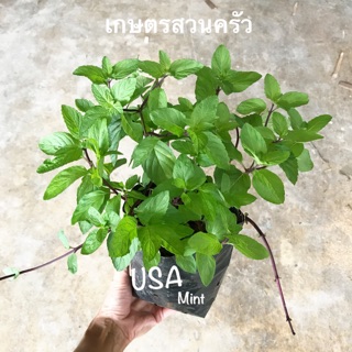 ยูเอสเอมิ้นท์ USA mint ขนาดถุงเพาะ4*8นิ้ว/จัดส่งขั้นต่ำ 2 ต้น คละสินค้าได้