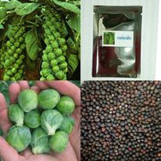 กะหล่ำดาว - Brussels Sprouts บรรจุชุดละ 120 เมล็ด : ราคา60 บาท ลดราคาแล้วจร้า