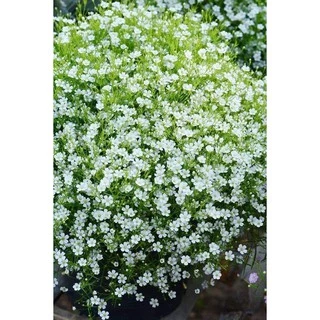 เมล็ดดอกยิปโซ, ดอกจิบโซ​ 60 เมล็ด มี3สี ดอกไม้