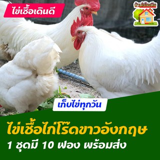 ไข่เชื้อไก่โร๊ดไอส์แลนด์ไวท์ อังกฤษ สำหรับการฟัก 10 ฟอง