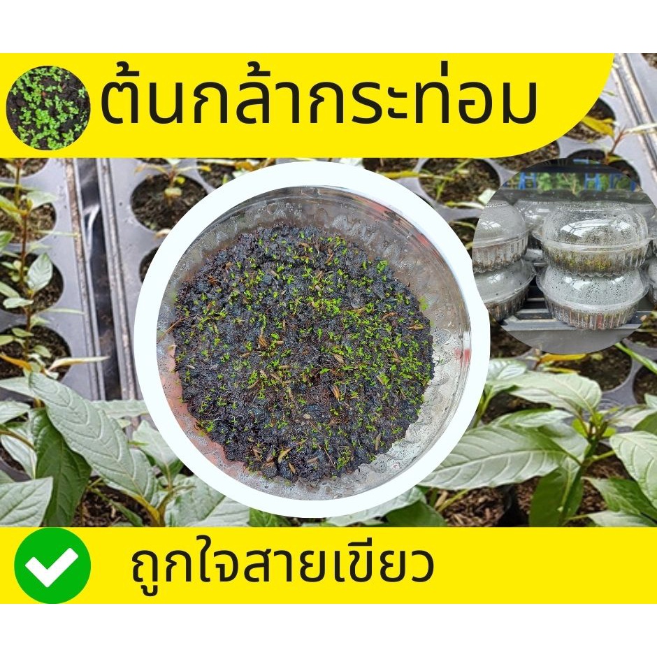My Image 3