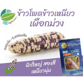 เมล็ด ขายดี/ข้าวโพดข้าวเหนียว เผือกม่วง ครึ่งกิโลกรัม (waxy corn)​/เมล็ด เมล็ดพันธุ์ ต้น