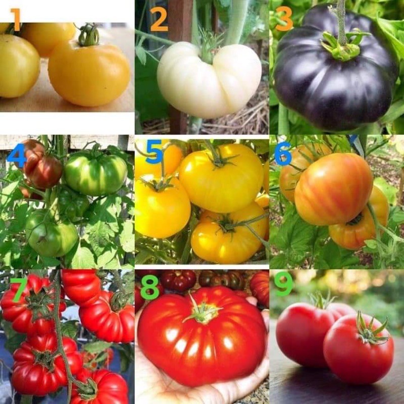 เมล็ดพันธุ์ มะเขือเทศ ( Tomato Seed ) มีให้เลือก 9 ชนิด จำนวนเมล็ดระบุที่รายละเอียดสินค้าค่ะ
