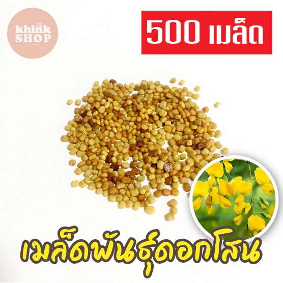 เมล็ดดอกโสน 500 เมล็ด Sesbania เมล็ดพันธุ์ดอกโสน เมล็ดโสนดอกใหญ่ โสนเพาะเห็ดตับเต่า เมล็ดผักสวนครัว 