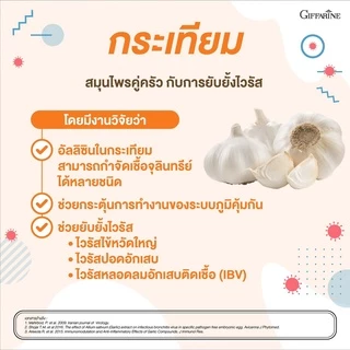 [ส่งฟรี] กระเทียมสกัด กระเทียมกิฟฟารีน ชนิดแคปซูล กระเทียม Garlic Garlicine Giffarine สารสกัดจากกระเทียม บรืสุทธิ์