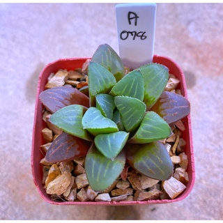 H.mirabilis IB18127 A078