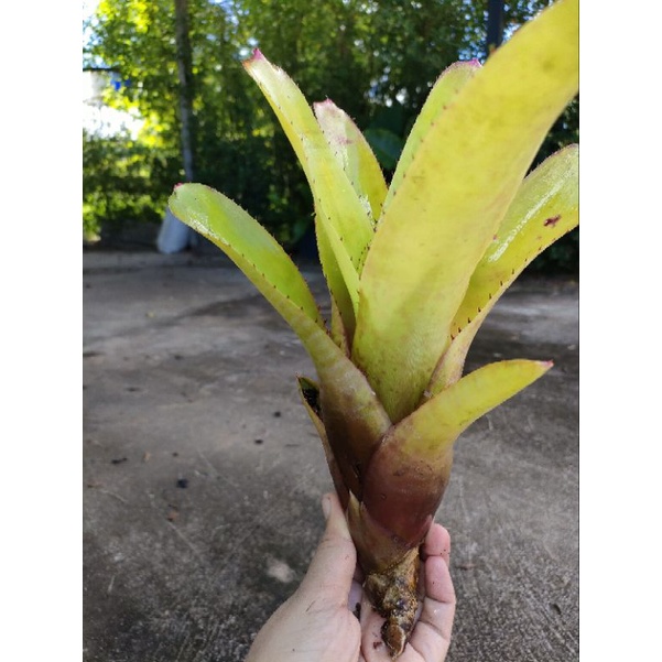 สับปะรดสีนีโอซันคิงไม้แดดสวยๆ - รูปที่ 3