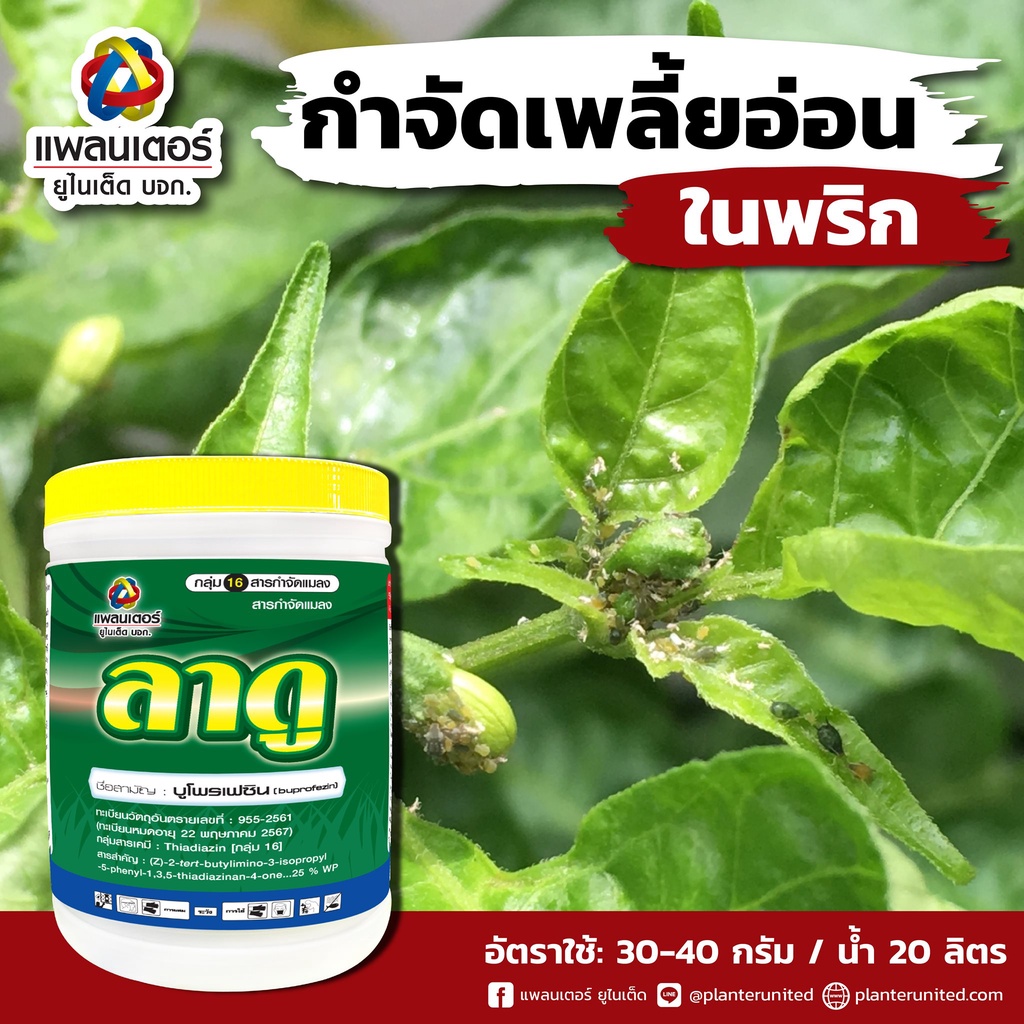 ลาดู ยาฆ่าเพลี้ย ยับยั้งการลอกคราบของเพลี้ยทุกชนิด แมลงหวี่ขาว คุมไข่เพลี้ย หนอน ลดการระบาดได้ดี 1 kg.