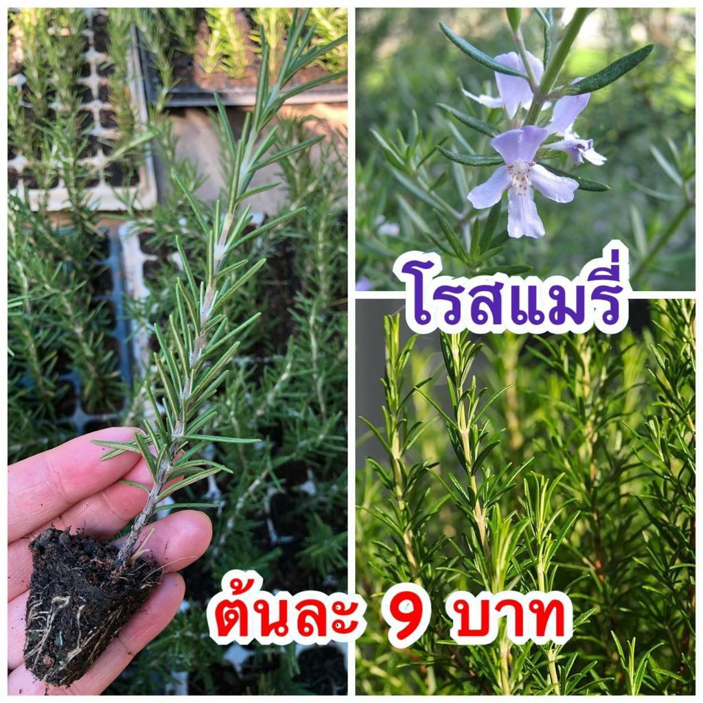 #ต้นโรสแม่รี่ ปักชำจากยอด มีรากพร้อมปลูก