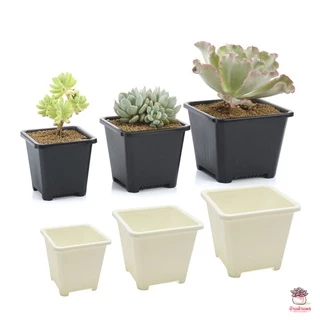 กระถางสี่เหลี่ยม TP กระถางพลาสติก แคคตัส กระบองเพชร ไม้อวบน้ำ Cactus&Succulent