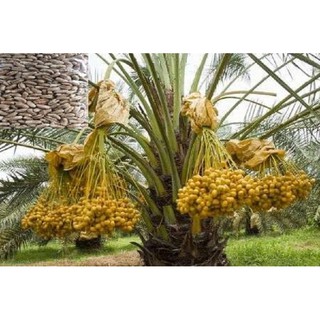 10 เมล็ด เมล็ดพันธุ์ อินทผาลัม (Date palm) จากต้นเพาะเนื้อเยื้อ สายพันธุ์ บาฮี เหลืองใหญ่