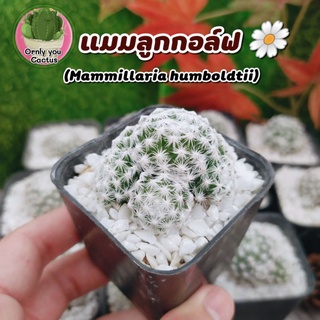 🌵 แมมลูกกอล์ฟ⚾(Mammillaria humboldtii)