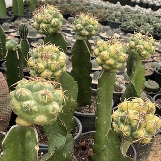 แคคตัส : Coryphantha elephantidens variegata ช้างด่างกราฟ