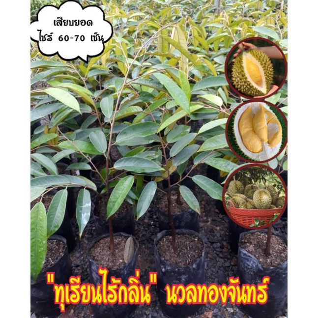 ทุเรียนไร้กลิ่น "นวลทองจันทร์"
