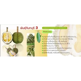 ทุเรียนสายพันธุ์​จันทบุรี​3ก้านยาว+ชะนี