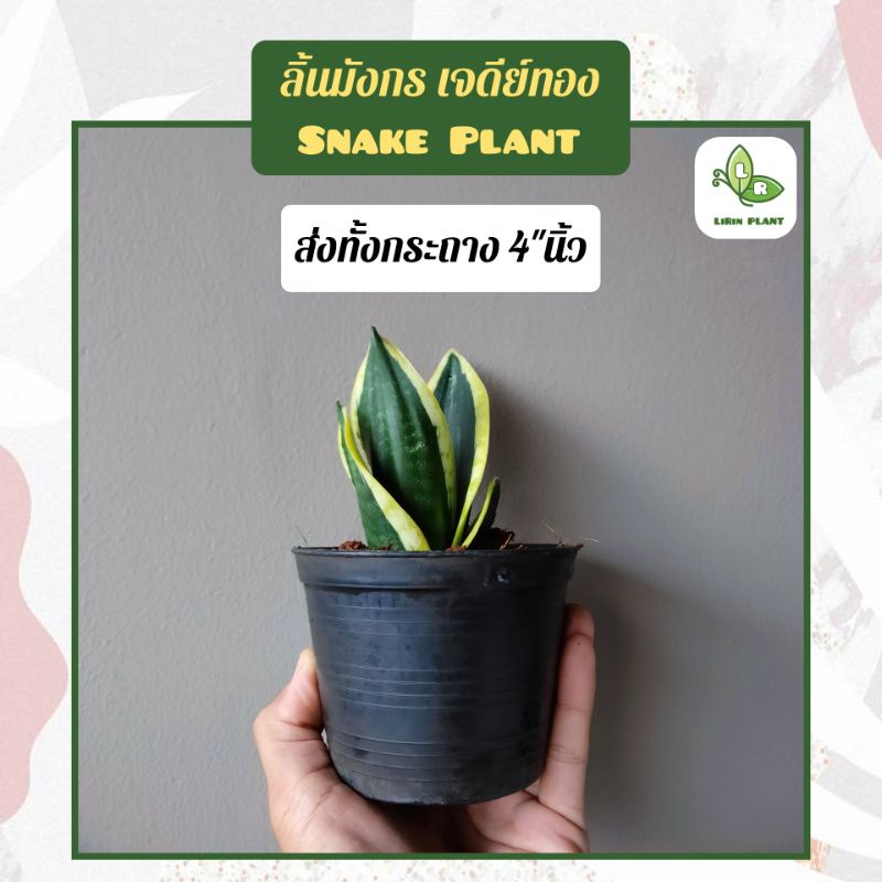 🪴ต้นลิ้นมังกรแคระ ฮานิอาย/เจดีย์ทอง/ซิลเวอร์โกลด์/ลิ้นมังกรดำ/มณีทาวเวอร์ Snake Plant ต้นไม้ฟอกอากาศ(ส่งพร้อมทั้งกระถาง)