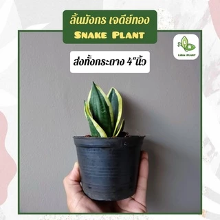 🪴ต้นลิ้นมังกรแคระ ฮานิอาย/เจดีย์ทอง/ซิลเวอร์โกลด์/ลิ้นมังกรดำ/มณีทาวเวอร์ Snake Plant ต้นไม้ฟอกอากาศ(ส่งพร้อมทั้งกระถาง)