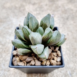 พร้อมส่ง!!ฮาโวเทีย Haworthia obtusa hybridCupid จัดส่งแบบล้างราก