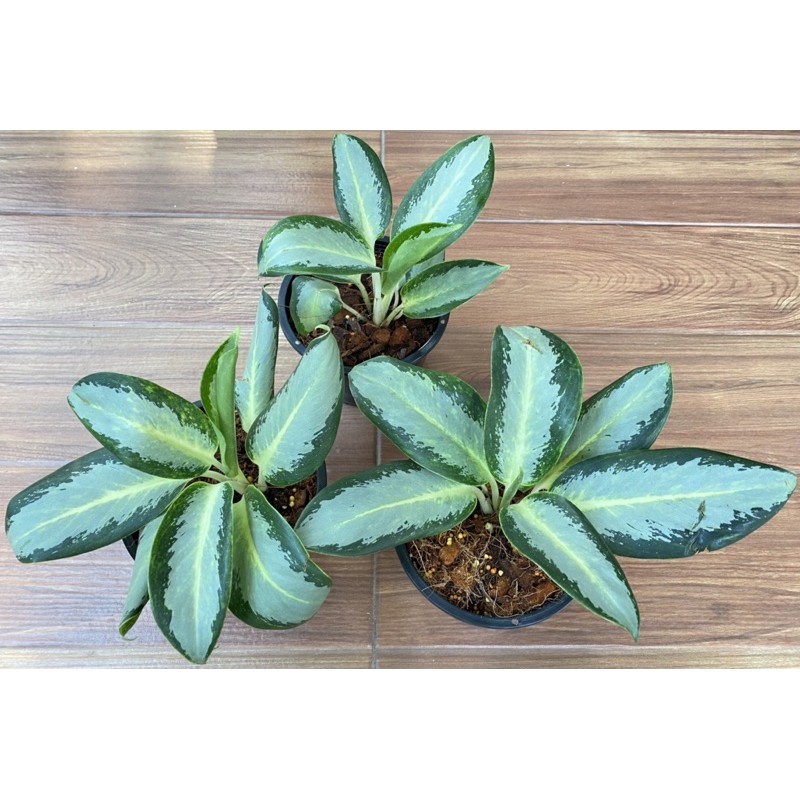 ต้นรัศมีเงิน อโกลนีมาใบขาวขอบใบเขียวเข้ม กระถางดำขนาด 8 นิ้ว - รูปที่ 2