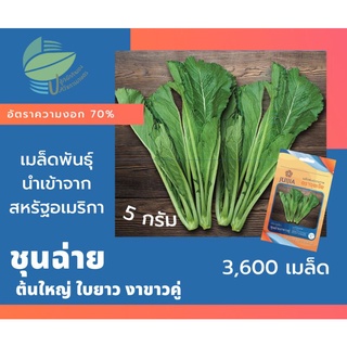 ผักกาดเขียว ชุนฉ่าย  (Leaf  Mustard)