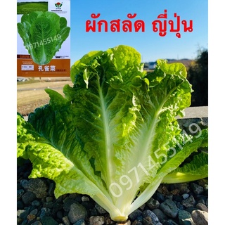 เมล็ดผักสลัดญี่ปุ่นเมล็ดแท้นำเข้าบรรจุ200เมล็ด