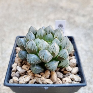 พร้อมส่ง!!ฮาโวเทีย Haworthia obtusa hybrid Dragon Claw จัดส่งแบบล้างราก