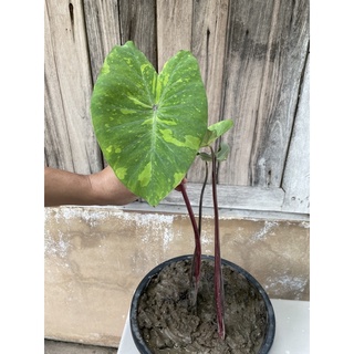 Colocasia lemon lime Gecko