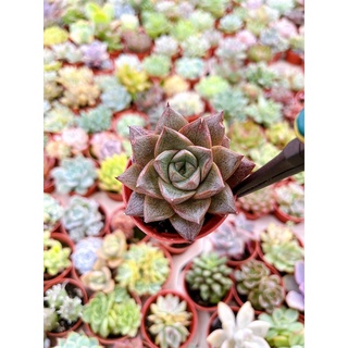 กุหลาบสีเลือด Echeveria Red