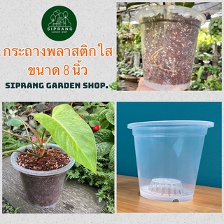 กระถางพลาสติกใสพรีเมี่ยม ขนาด 8 นิ้ว Siprang Garden Shop  🪴 สำหรับต้นไม้ที่คุณรัก ❤️