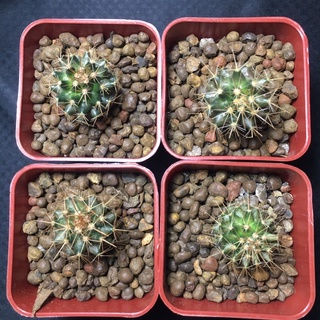 [พร้อมส่ง] แมมมิลาเรียนิโวซ่า ไม้เมล็ด Mammillaria nivosa