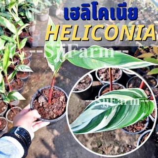 (1 ต้น)พร้อมจัดส่ง ต้นเฮลิโคเนียด่างลายฟลอริด้า Variegated heliconia ต้นธรรมรักษา ไม้ฟอกอากาศ คละความสูง/ต้น ส่งยกกระถาง